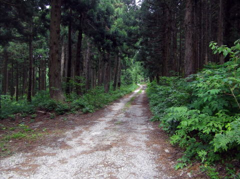 名松新道に続く林道
