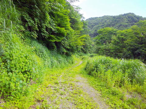 巣原峠への林道