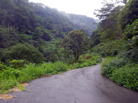 仙扇谷からの林道