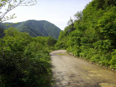 面谷への林道の始まり