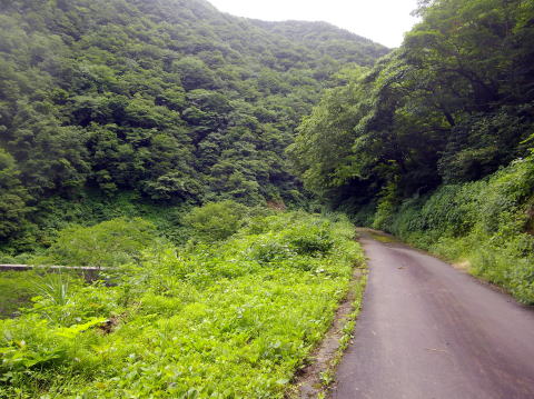 仙翁谷の林道